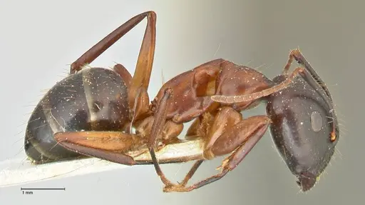 Camponotus hagensii specimen FOCOL2422 image focol2422_4