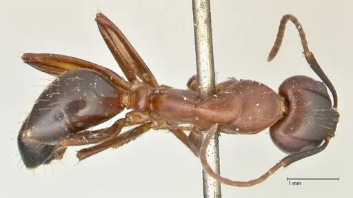 Camponotus hagensii specimen FOCOL2423 image focol2423_1