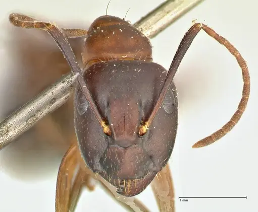 Camponotus hagensii specimen FOCOL2423 image focol2423_2