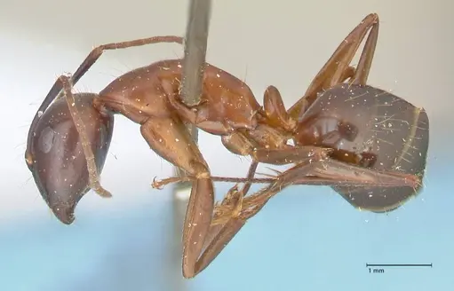 Camponotus hagensii specimen FOCOL2423 image focol2423_3