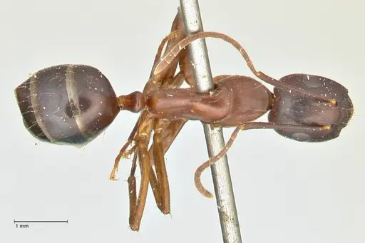 Camponotus hagensii specimen FOCOL2424 image focol2424_1