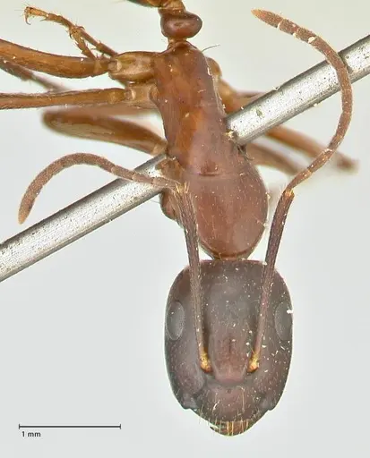 Camponotus hagensii specimen FOCOL2424 image focol2424_2