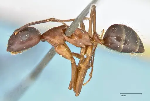 Camponotus hagensii specimen FOCOL2424 image focol2424_3