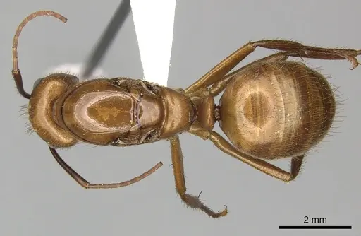 Camponotus hannani specimen CASENT0249606 image casent0249606_1