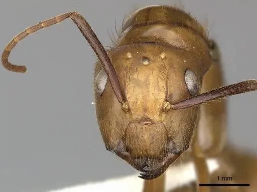 Camponotus hannani specimen CASENT0249606 image casent0249606_2