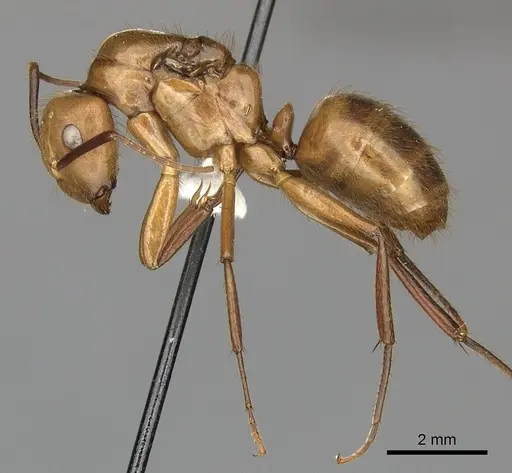 Camponotus hannani specimen CASENT0249606 image casent0249606_3