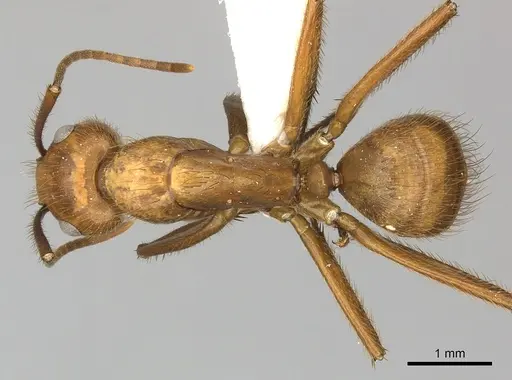 Camponotus hannani specimen CASENT0249608 image casent0249608_1
