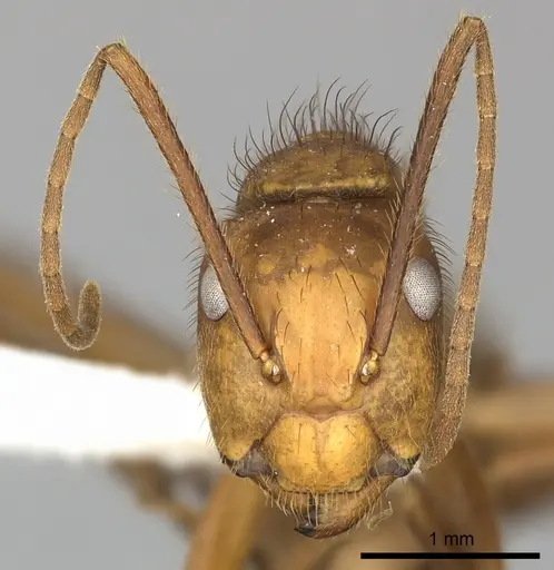 Camponotus hannani specimen CASENT0249608 image casent0249608_2