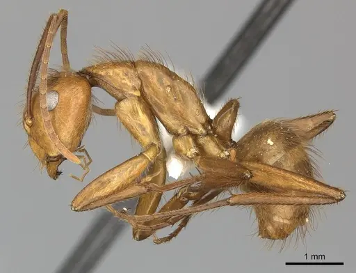 Camponotus hannani specimen CASENT0249608 image casent0249608_3