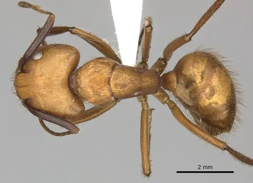 Camponotus hannani specimen CASENT0619233 image casent0619233_1