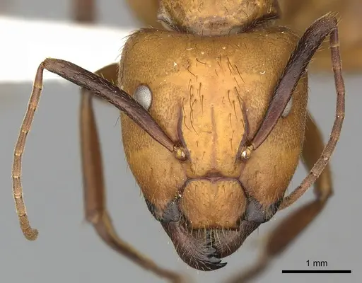 Camponotus hannani specimen CASENT0619233 image casent0619233_2