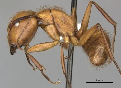 Camponotus hannani specimen CASENT0619233 image casent0619233_3