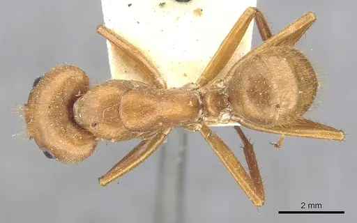 Camponotus hannani specimen CASENT0903609 image casent0903609_1