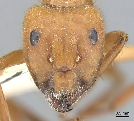 Camponotus hannani specimen CASENT0903609 image casent0903609_2