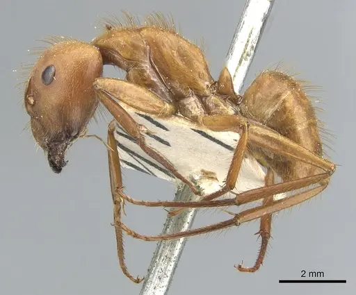 Camponotus hannani specimen CASENT0903609 image casent0903609_3