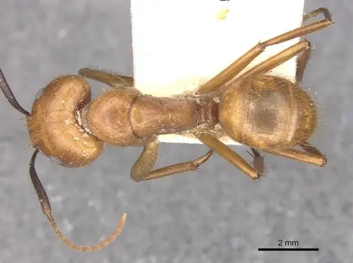 Camponotus hannani specimen CASENT0910353 image casent0910353_1