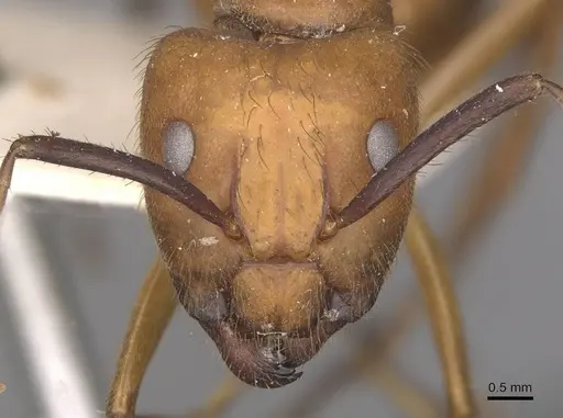 Camponotus hannani specimen CASENT0910353 image casent0910353_2