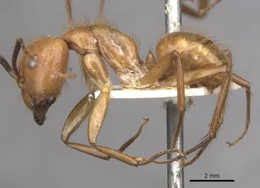 Camponotus hannani specimen CASENT0910353 image casent0910353_3