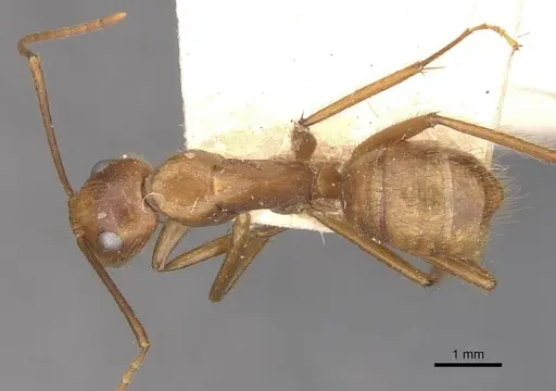 Camponotus hannani specimen CASENT0910354 image casent0910354_1