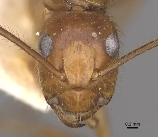 Camponotus hannani specimen CASENT0910354 image casent0910354_2