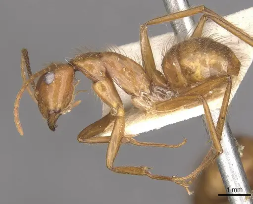 Camponotus hannani specimen CASENT0910354 image casent0910354_3