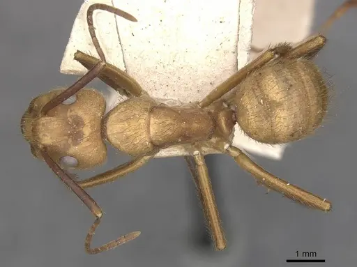 Camponotus hannani specimen CASENT0910355 image casent0910355_1