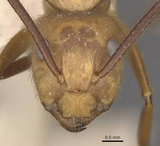 Camponotus hannani specimen CASENT0910355 image casent0910355_2