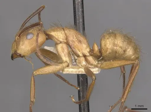 Camponotus hannani specimen CASENT0910355 image casent0910355_3