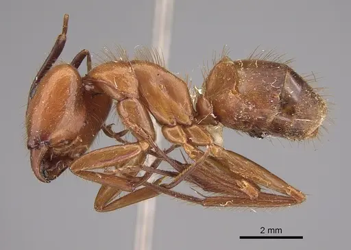 Camponotus hannani specimen CASENT0923535 image casent0923535_1