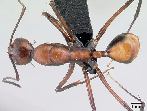 Camponotus harenarum specimen CASENT0499207 image casent0499207_1