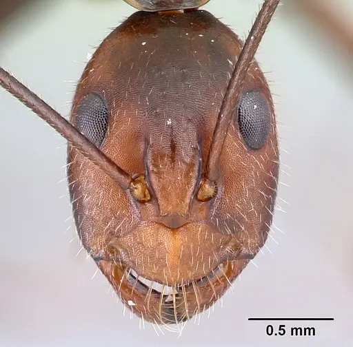 Camponotus harenarum specimen CASENT0499207 image casent0499207_2