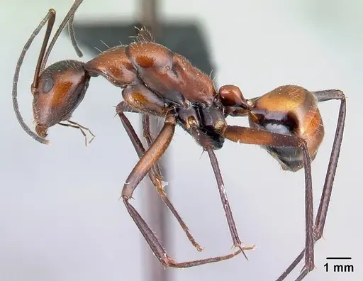 Camponotus harenarum specimen CASENT0499207 image casent0499207_3
