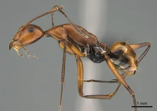 Camponotus harenarum specimen CASENT0499466 image casent0499466_1