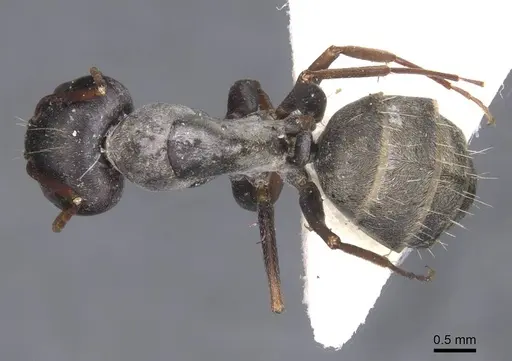 Camponotus haroi specimen CASENT0911617 image casent0911617_1