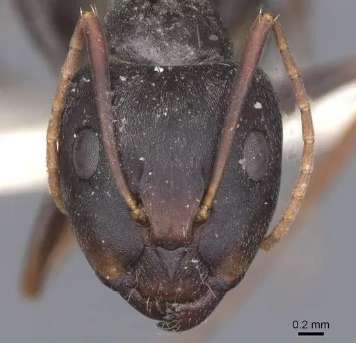 Camponotus haroi specimen CASENT0911617 image casent0911617_2
