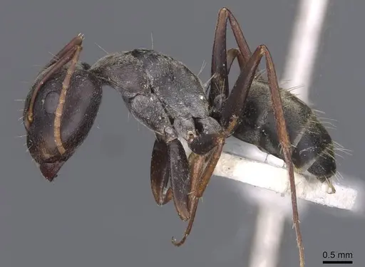 Camponotus haroi specimen CASENT0911617 image casent0911617_3
