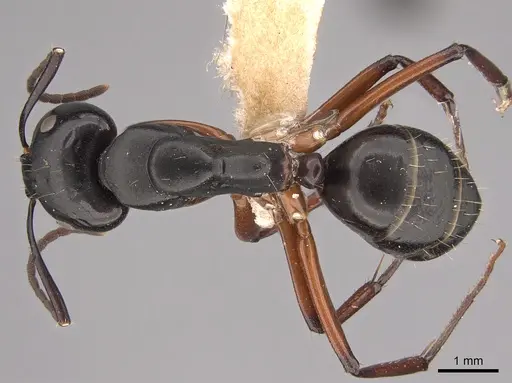 Camponotus hartogi specimen CASENT0217664 image casent0217664_1