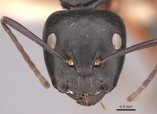 Camponotus hartogi specimen CASENT0217664 image casent0217664_2