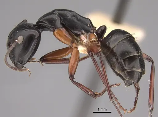 Camponotus hartogi specimen CASENT0217664 image casent0217664_3