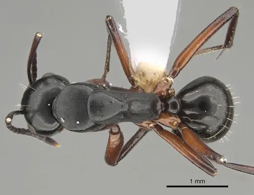 Camponotus hartogi specimen CASENT0887714 image casent0887714_1