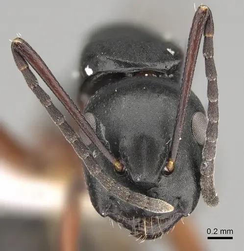 Camponotus hartogi specimen CASENT0887714 image casent0887714_2
