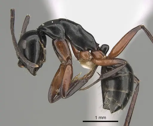 Camponotus hartogi specimen CASENT0887714 image casent0887714_3