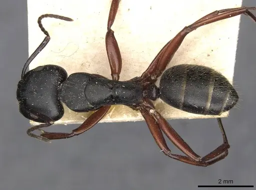 Camponotus hartogi specimen CASENT0910385 image casent0910385_1