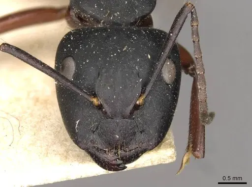 Camponotus hartogi specimen CASENT0910385 image casent0910385_2