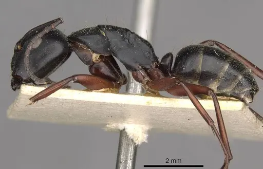 Camponotus hartogi specimen CASENT0910385 image casent0910385_3
