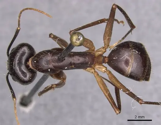 Camponotus hastifer specimen CASENT0905247 image casent0905247_1