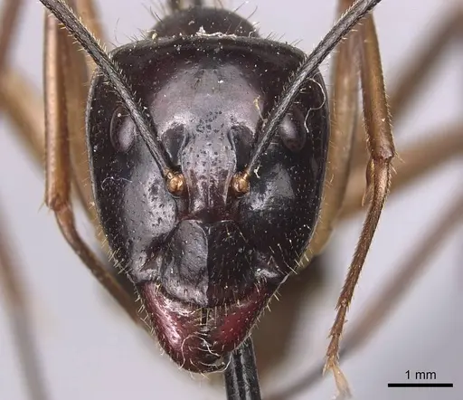 Camponotus hastifer specimen CASENT0905247 image casent0905247_2