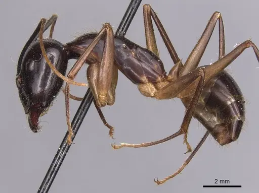 Camponotus hastifer specimen CASENT0905247 image casent0905247_3