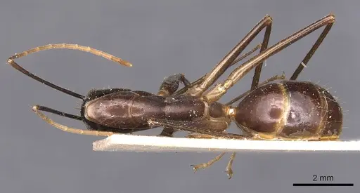 Camponotus hastifer specimen CASENT0905248 image casent0905248_1