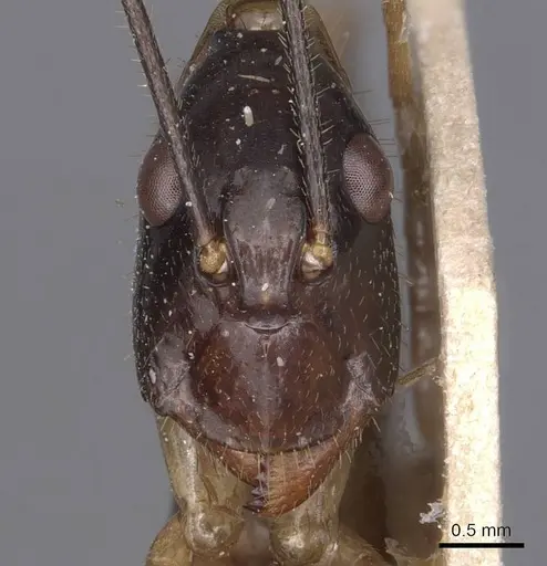 Camponotus hastifer specimen CASENT0905248 image casent0905248_2